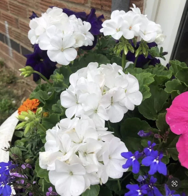 Snow White Zonal Geranium Cuttings 8 Pack Pelargonium 'Hint of Pink' Rooting Plants