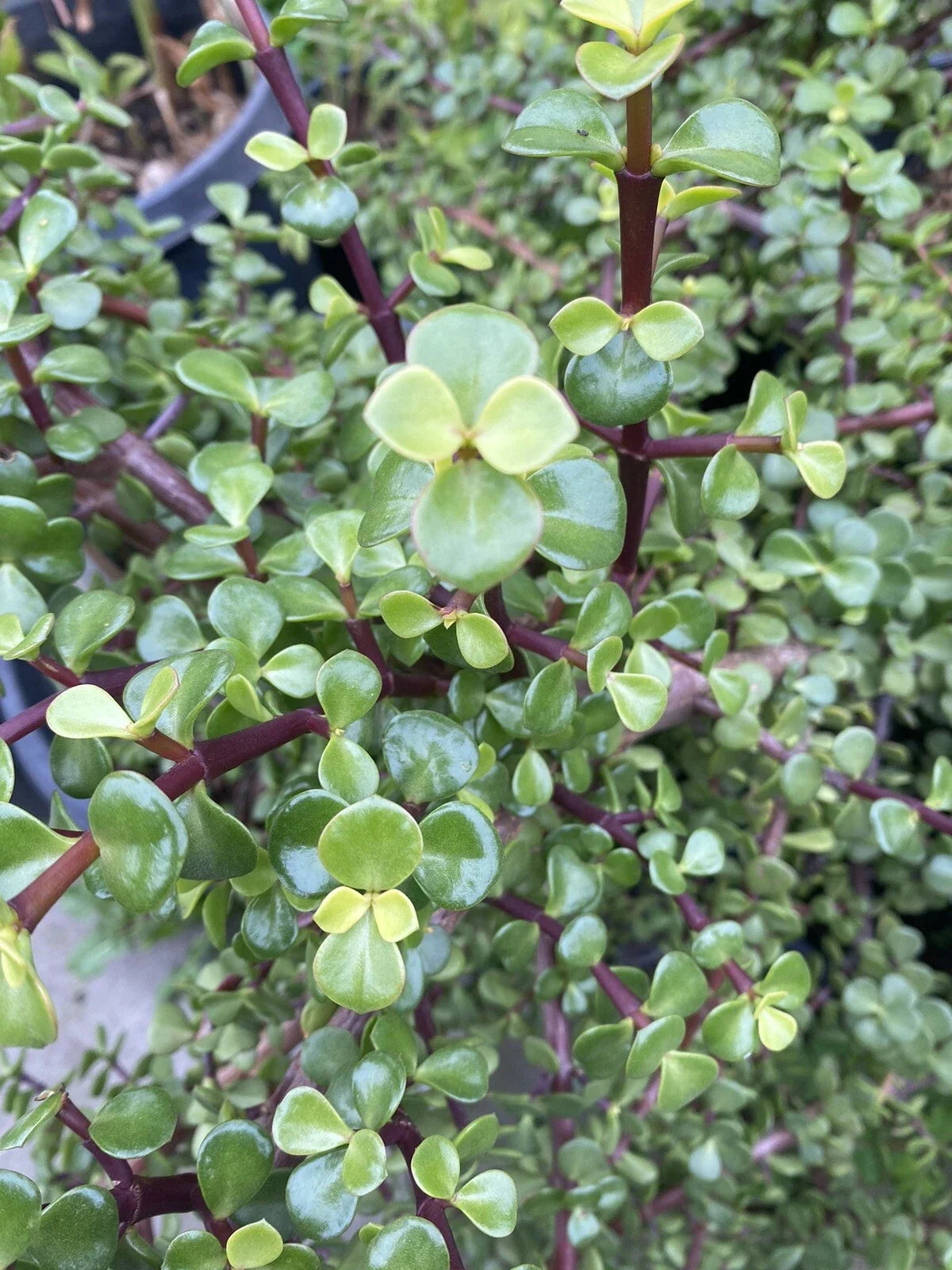 25 Cuttings Elephant Bush Succulent Plants, Red Stem, Portulacaria afra, Cactus Variety