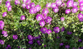 Creeping Ice Plant Cuttings 4-7" Purple/Pink Succulent Ground Cover Delosperma Cooperi 12 Pieces