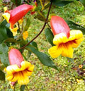 Live Plants - Tangerine Beauty Cross Vine - Bignonia Capreolata - Yellow Orange Flower