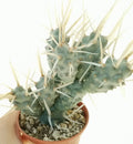 Tephrocactus Articulatus Var. Papyracanthus Cutting - 2" Long Rare Cactus Pup, Unique Succulent Plant