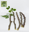 Organic Moringa Cuttings - 5 Pack - Moringa oleifera - Florida Grown