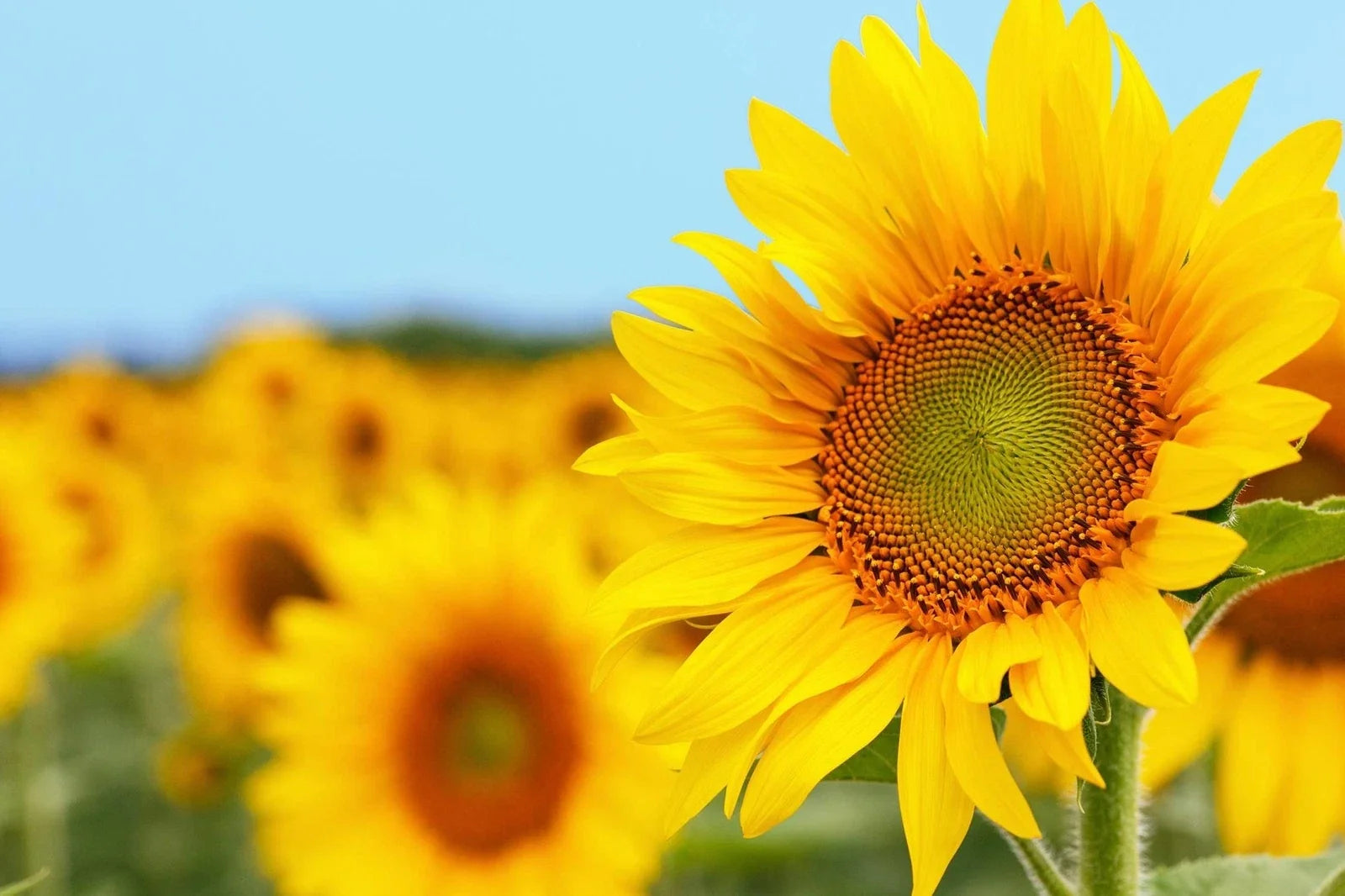 50 Mammoth Sunflower Seeds - Grey Striped - Giant Vibrant Blooms - Helianthus annuus
