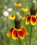 Mexican Hat Flower Seeds - 1000 Count - Native, Drought Tolerant, Deer Resistant (Ratibida columnifera)