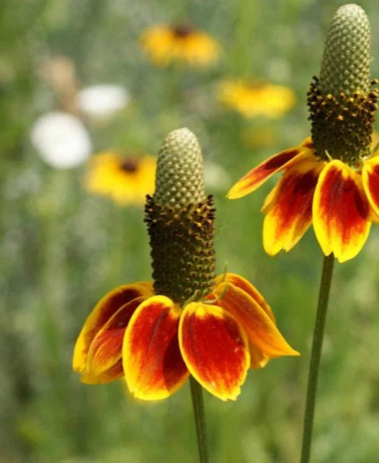 Mexican Hat Flower Seeds - 1000 Count - Native, Drought Tolerant, Deer Resistant (Ratibida columnifera)