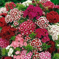 Sweet William Flower Seeds 300+ Mixed Multi-Color Scented - Dianthus barbatus - USA Free Shipping