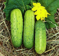 Wisconsin SMR58 Pickling Cucumber Seeds | Virus Resistant Variety | Top Producer Seed 2025