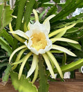 Dragon Fruit Cuttings 8-10 Inch Long, Pitaya Varieties, Fresh Plant Propagation, Hylocereus spp.