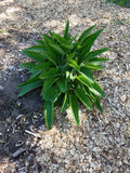 Comfrey Root Cuttings - 5 Russian Bocking 14 - Symphytum × uplandicum - 1-3 Inch Root Plants