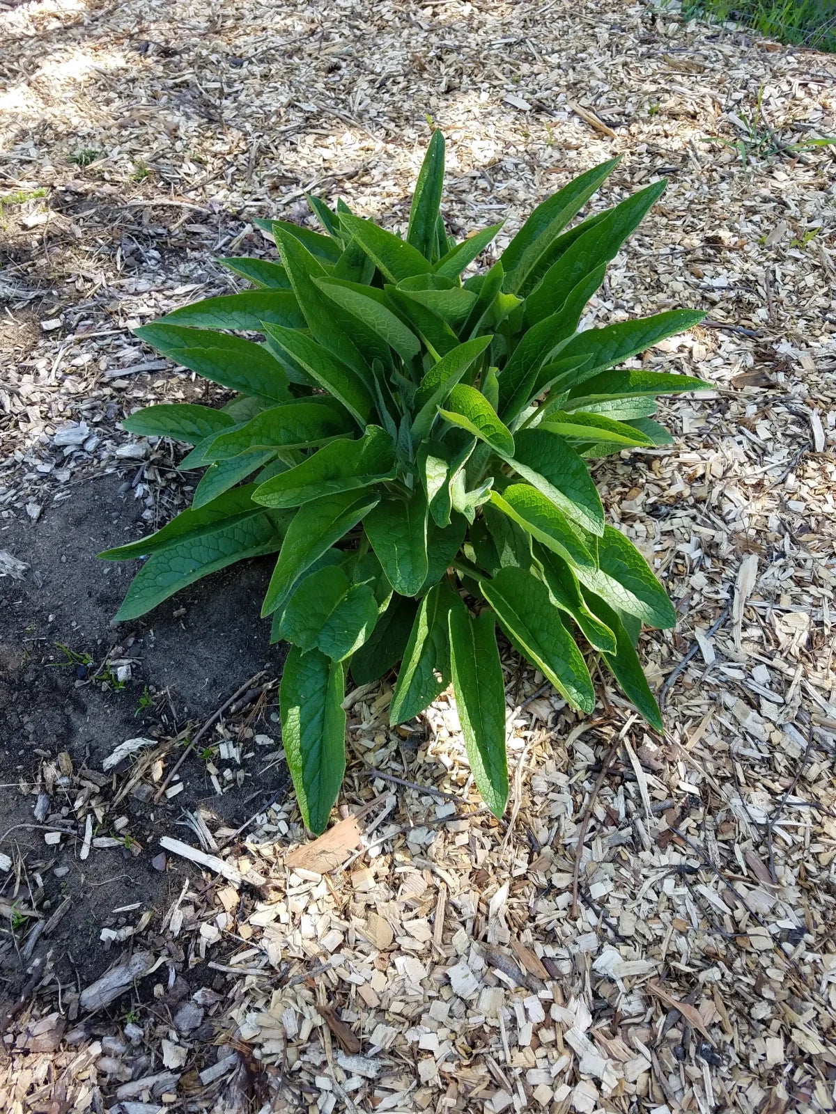 Comfrey Root Cuttings - 5 Russian Bocking 14 - Symphytum × uplandicum - 1-3 Inch Root Plants
