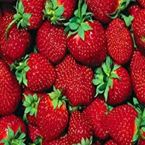 Everbearer Strawberry Plants - 10 Bare Roots - Ft. Laramie - Hardy in Zones 3-7 - Sweet Flavor - Self-Pollinating