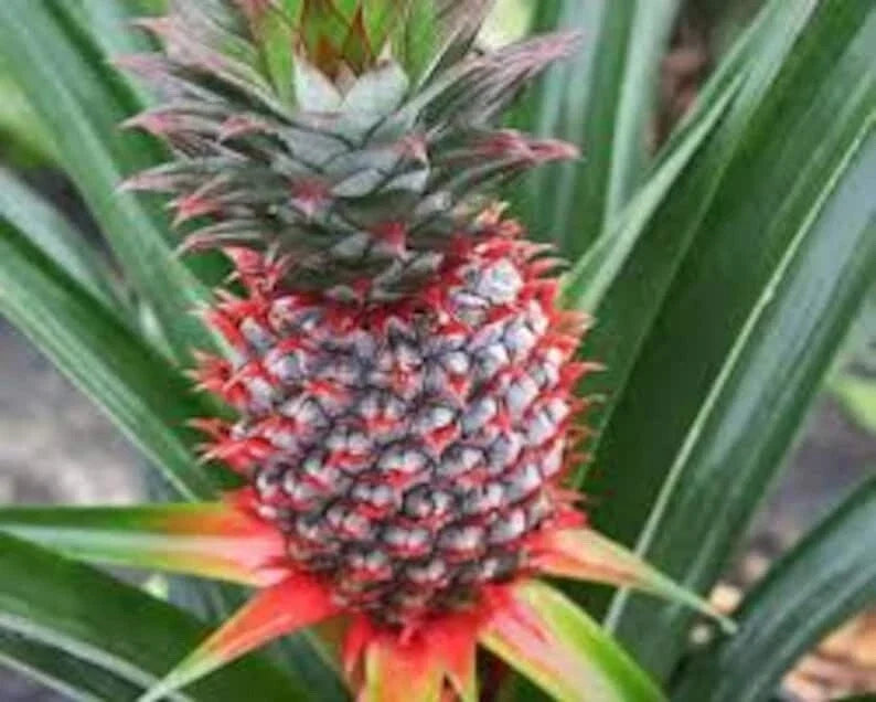 Florida Special Pineapple Plant Live Starter - Ananas Comosus - 10 Plants - Perennial Fruit for Homesteading & Container Gardening