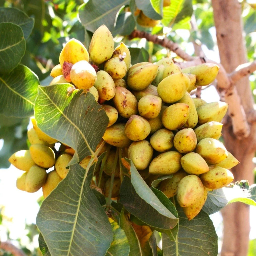 Pistachio Tree Seeds | Green Nut Perennial | Pistacia Vera | Fast Shipping 2025