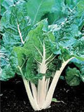 Swiss Chard Seeds, Large White Ribbed Heirloom, 25+ Seeds, Tasty Crisp Leaves, Beta vulgaris subsp. cicla