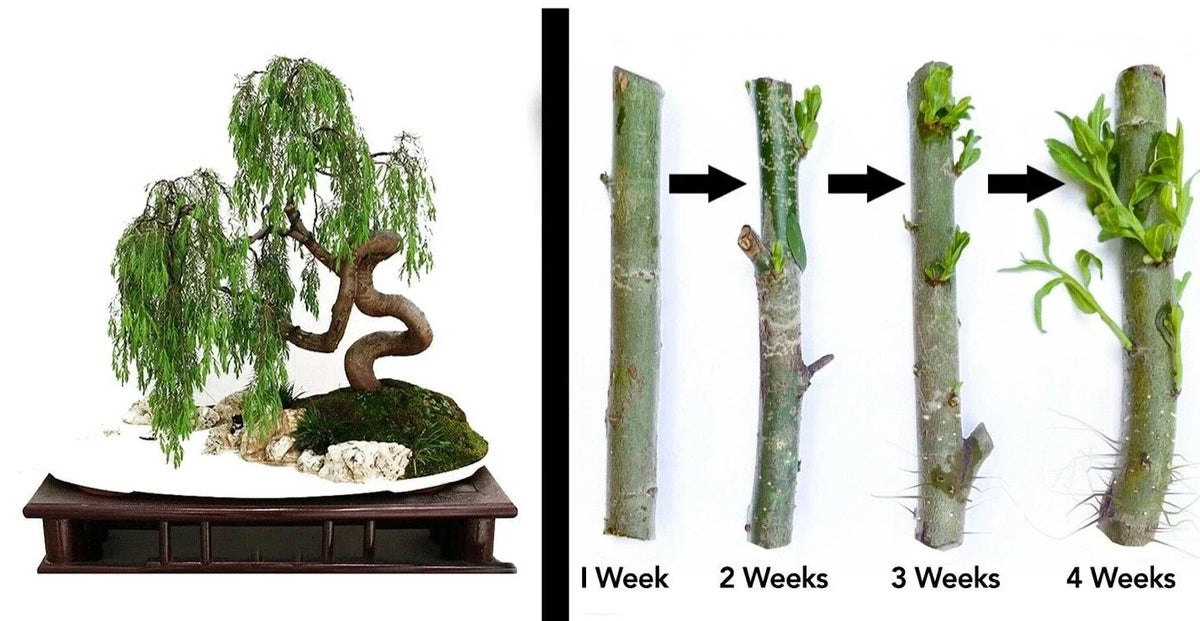 Dragon Bonsai Cuttings - Weeping Willow Tree - Thick Trunk Dwarf - Salix babylonica