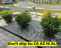 Wintergreen Boxwood Shrub 1 Gal Pot - Outdoor Evergreen Garden Plant (Buxus sinica) - Perfect Gift for Garden Lovers