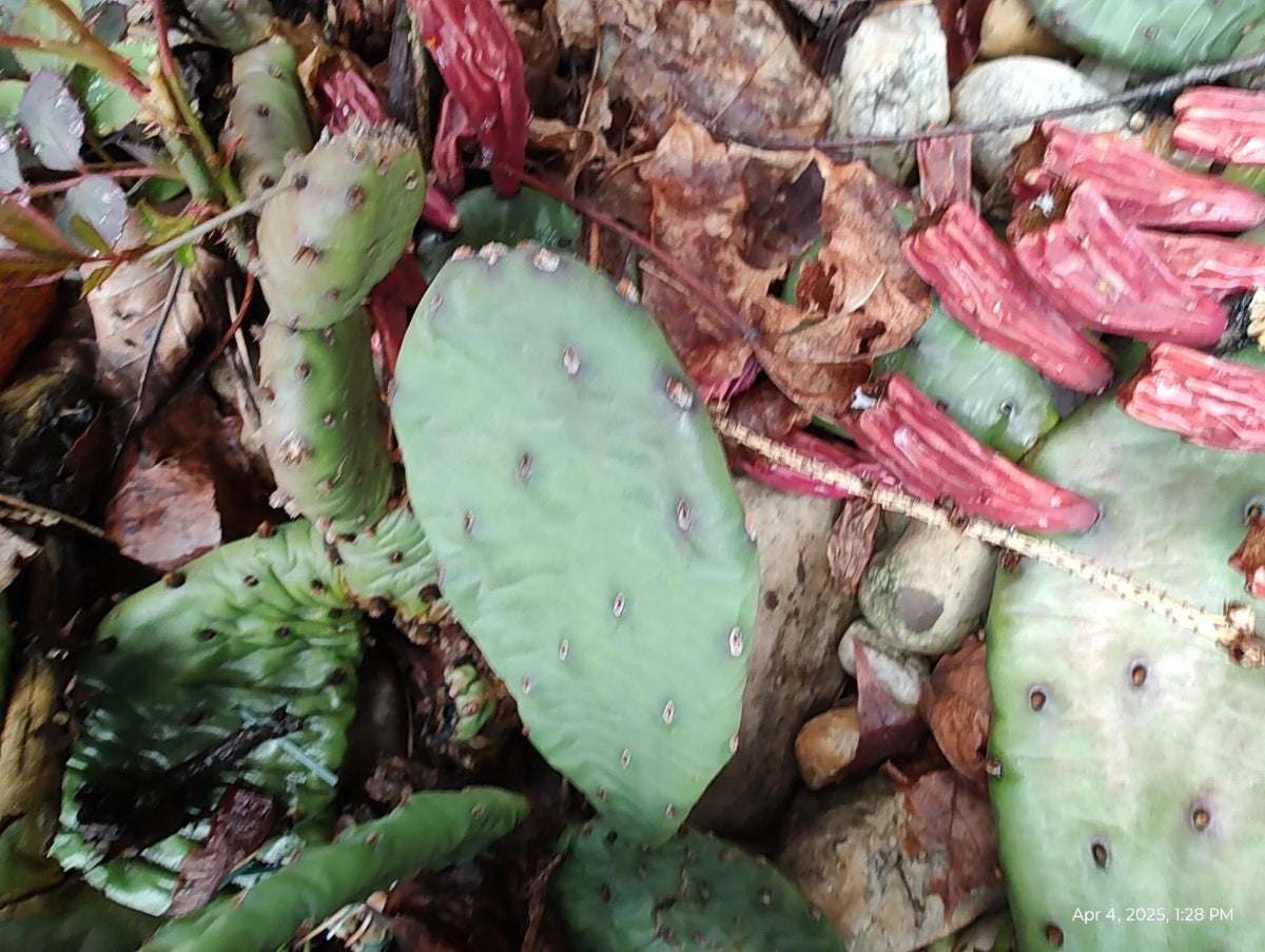 Mixed Lot Creeping Sedum Cuttings 30 Pieces & 4 Cactus Perennial Live Cuttings - Ideal for Garden, Landscapes, and Pots