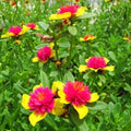 Hot Pink and Yellow Princess Bloom Cuttings - Purslane - Easy to Grow - Perfect for Home Gardening - US Seller
