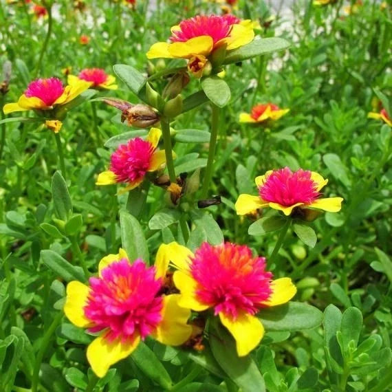 Hot Pink and Yellow Princess Bloom Cuttings - Purslane - Easy to Grow - Perfect for Home Gardening - US Seller