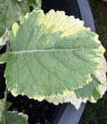 Tree Collards Cuttings - Kosmic Kale - Brassica Oleracea Var. Alboglabra - Organic Plant Propagation