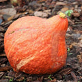 Golden Hubbard Squash Seeds - 20+ Count - Organic Vegetable Seeds for 2025 Planting - Cucurbita maxima