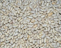 Great Northern Soup Bean Seeds - Fresh Organic Variety - Phaseolus vulgaris - FREE Shipping