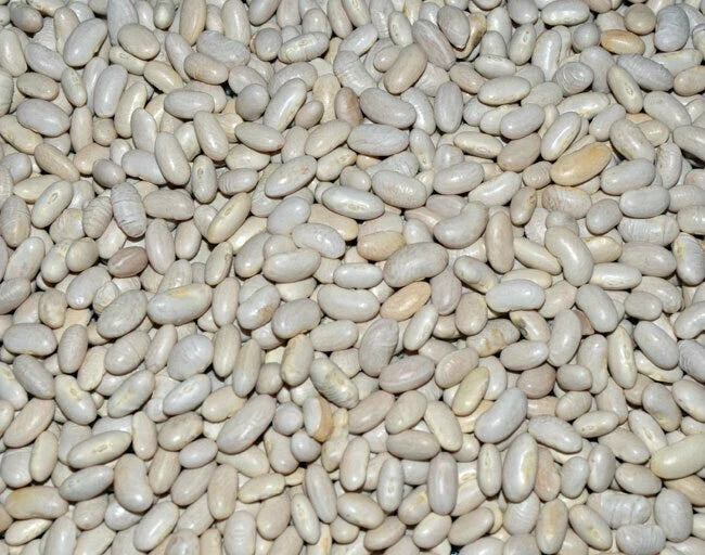 Great Northern Soup Bean Seeds - Fresh Organic Variety - Phaseolus vulgaris - FREE Shipping