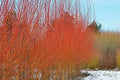 Flame Willow Trees - 4 Cuttings - Vibrant Orange and Red Bark - Salix purpurea