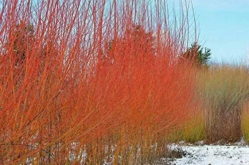 Flame Willow Trees - 4 Cuttings - Vibrant Orange and Red Bark - Salix purpurea