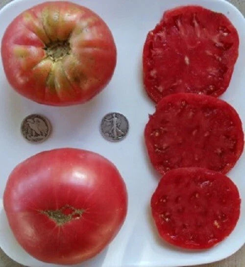Heirloom Beefsteak Rose Seeds - Huge Pink Variety - 25 Fresh Seeds - Delicious Flavor - 2024 Harvest