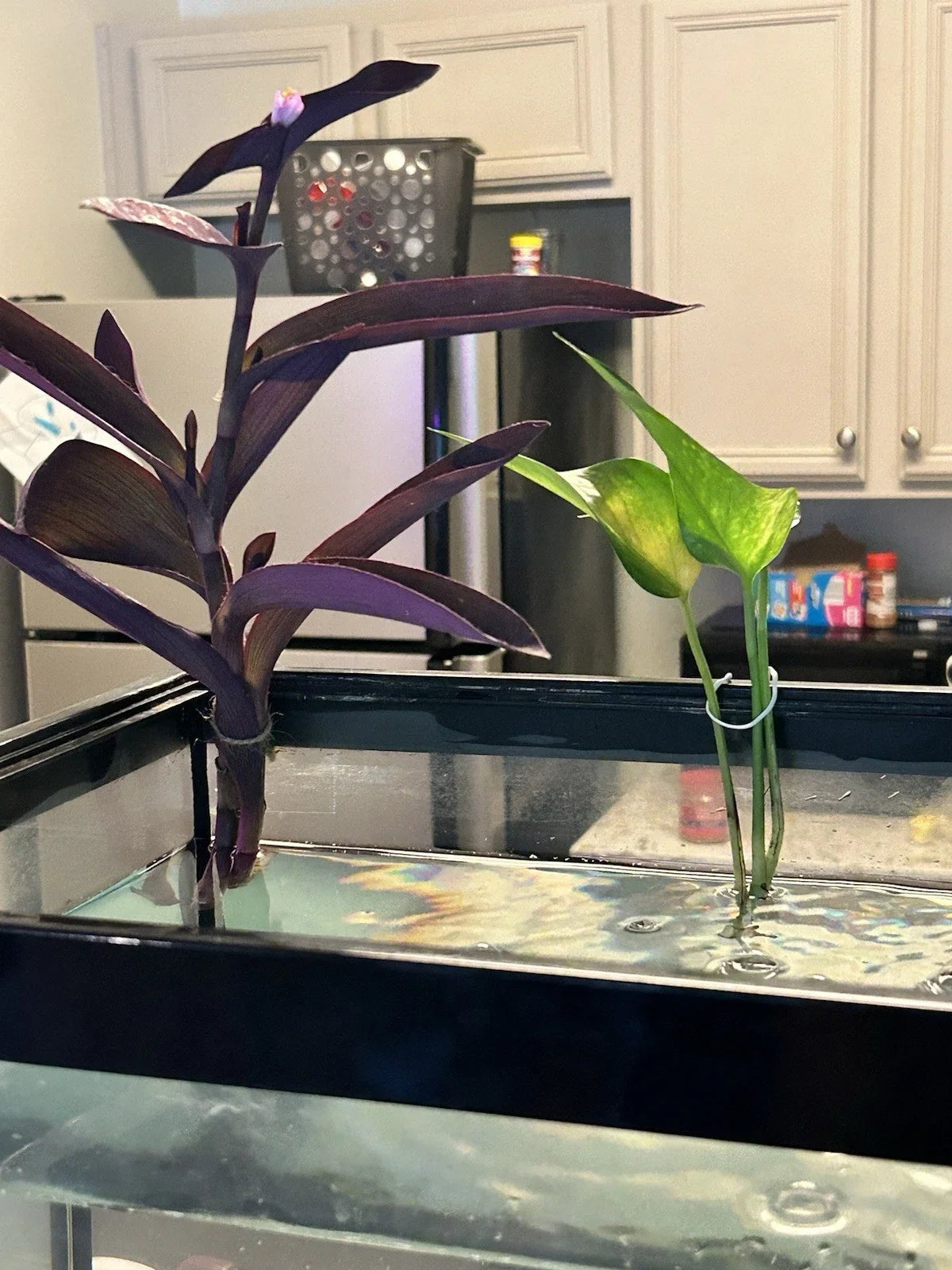 Pothos Cutting - Rooted Green Leaf Stem - Epipremnum aureum