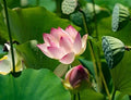 Lotus Seeds - 15 Pack for Koi Ponds, Water Gardens, Bonsai - Nymphaea Species