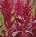 Love-Lies-Bleeding Seeds, 100 Seeds, Red Spike, Burgundy, Amaranthus Cruentus