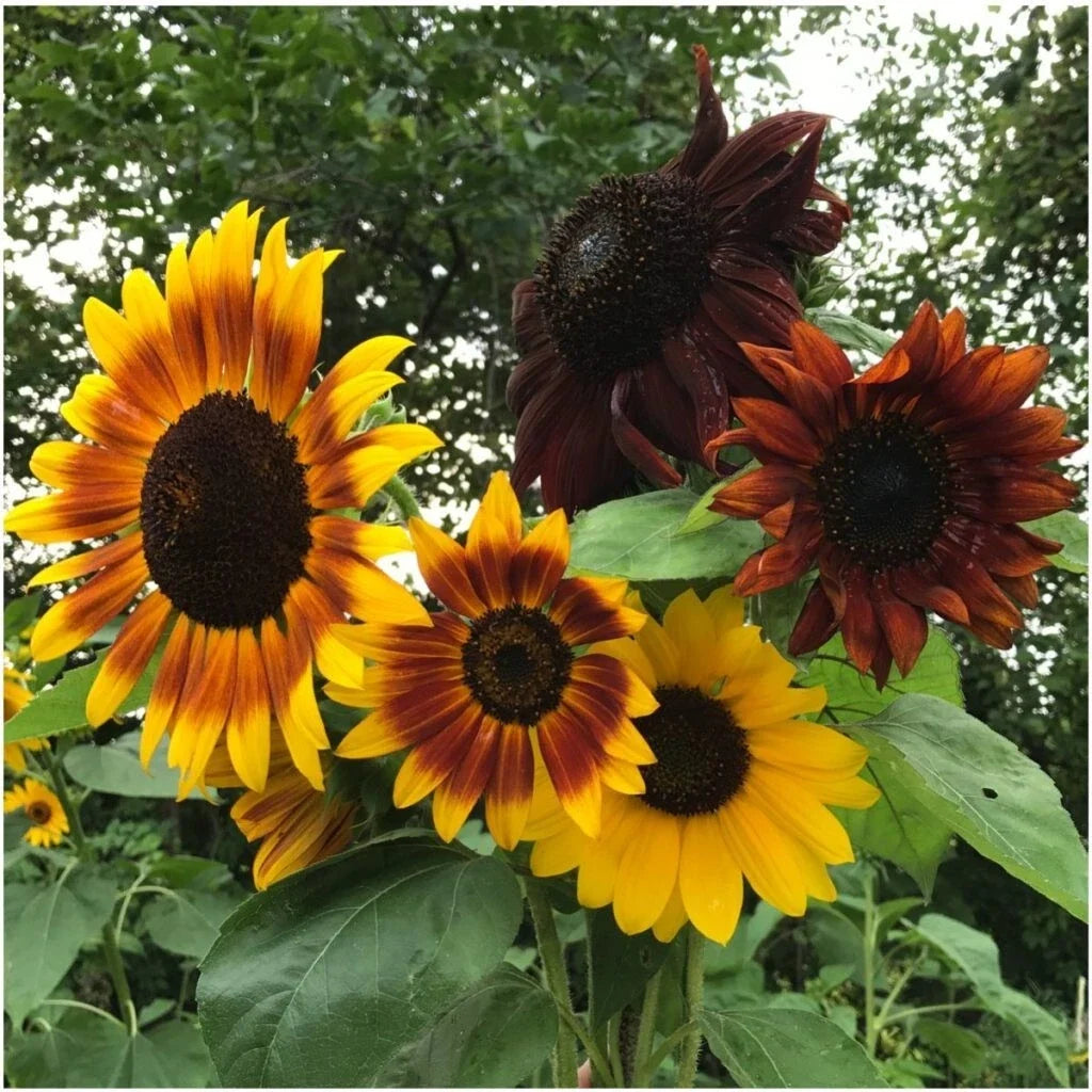 Autumn Beauty Sunflower Seeds - 100+ Non-GMO Organic Seeds - Helianthus annuus