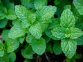 Organic Garden Mint Bush, Bare Root Culinary Herb, Fresh Food Spices, Mentha spicata