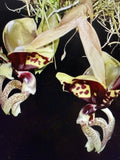 Stanhopea Orchid Plant Bulb - Ocalata Variety - Rooted Bare Root, Imperfect