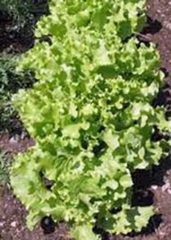 Lettuce Seed, Leaf Lettuce, Grand Rapids Heirloom, Non-GMO, 500 Seeds, Organic Gardening, Vegetable Seeds
