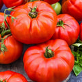 Jersey Tomato Seeds - 10+ Heirloom Beefsteak - Organic NON-GMO - Solanum lycopersicum