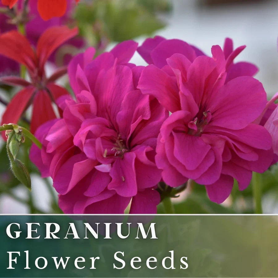Geranium Seeds - 100+ Berry Quartz - Fragrant Fresh Flower Seeds - Non-GMO (Pelargonium)