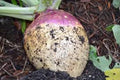 Rutabaga Seeds 500 Count, American Purple Top, Heirloom, Non-GMO, Brassica napus