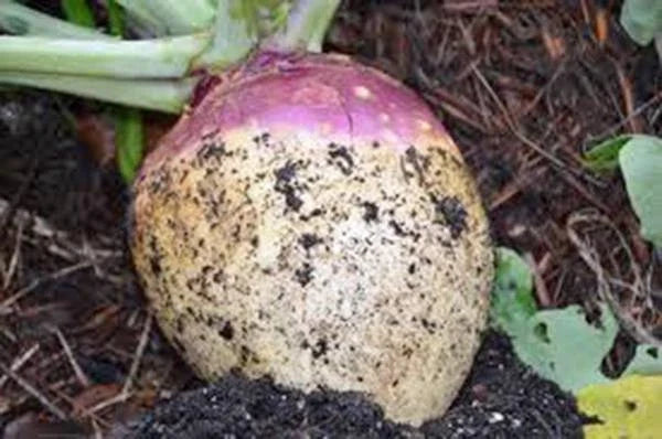 Rutabaga Seeds 500 Count, American Purple Top, Heirloom, Non-GMO, Brassica napus