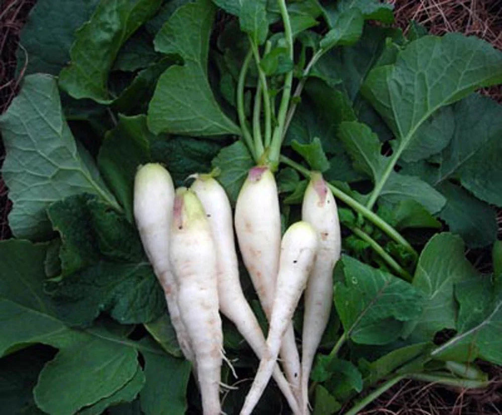 Radish Seeds 50 Count - White Lady Radish, Non-GMO, Heirloom Variety, Perfect for Home Gardens, Raphanus sativus