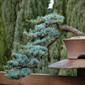 Blue Spruce Bonsai Tree Seeds - 20 Seeds for Planting - Picea pungens - Popular Coniferous Tree Variety