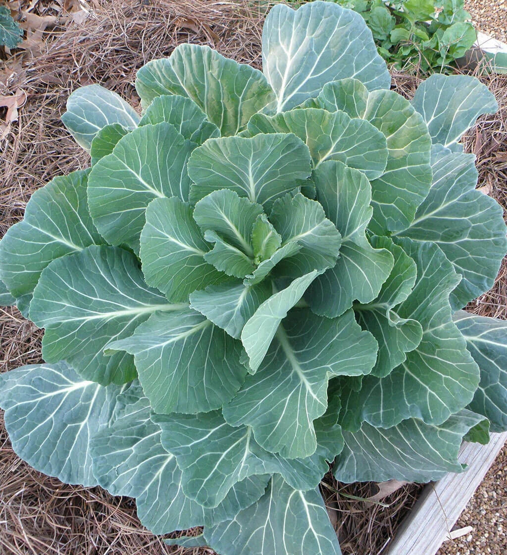 Collard Seeds - Georgia Collard Variety - Fresh Non-GMO Seeds for Planting - Brassica oleracea