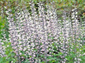 White Wild False Indigo Seeds - 51+ Perennial Native Wildflower - Nitrogen-Fixing (Baptisia alba)