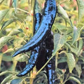 Pasilla Bajio Chilaca Pepper Seeds | Heirloom Non-GMO | Spicy Variety for Home Garden | Capsicum annuum