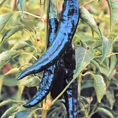 Pasilla Bajio Chilaca Pepper Seeds | Heirloom Non-GMO | Spicy Variety for Home Garden | Capsicum annuum