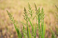Barnyard Grass Seeds - 200+ Seeds, Echinochloa crus-galli, Fast-Growing Cover Crop for Gardens and Lawns