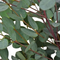 Moon Lagoon Eucalyptus Seeds - 50 Perennial Flower Seeds - Eucalyptus cinerea - US Seller