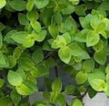 Dwarf Bolivian Wandering Jew Cuttings - Tradescantia Repens - 40 Plant Cuttings for Gifts or Home Decor
